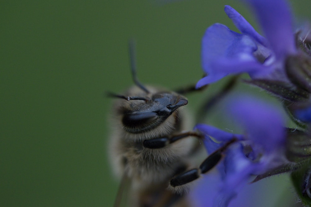 ape nera e gialla su fiore viola