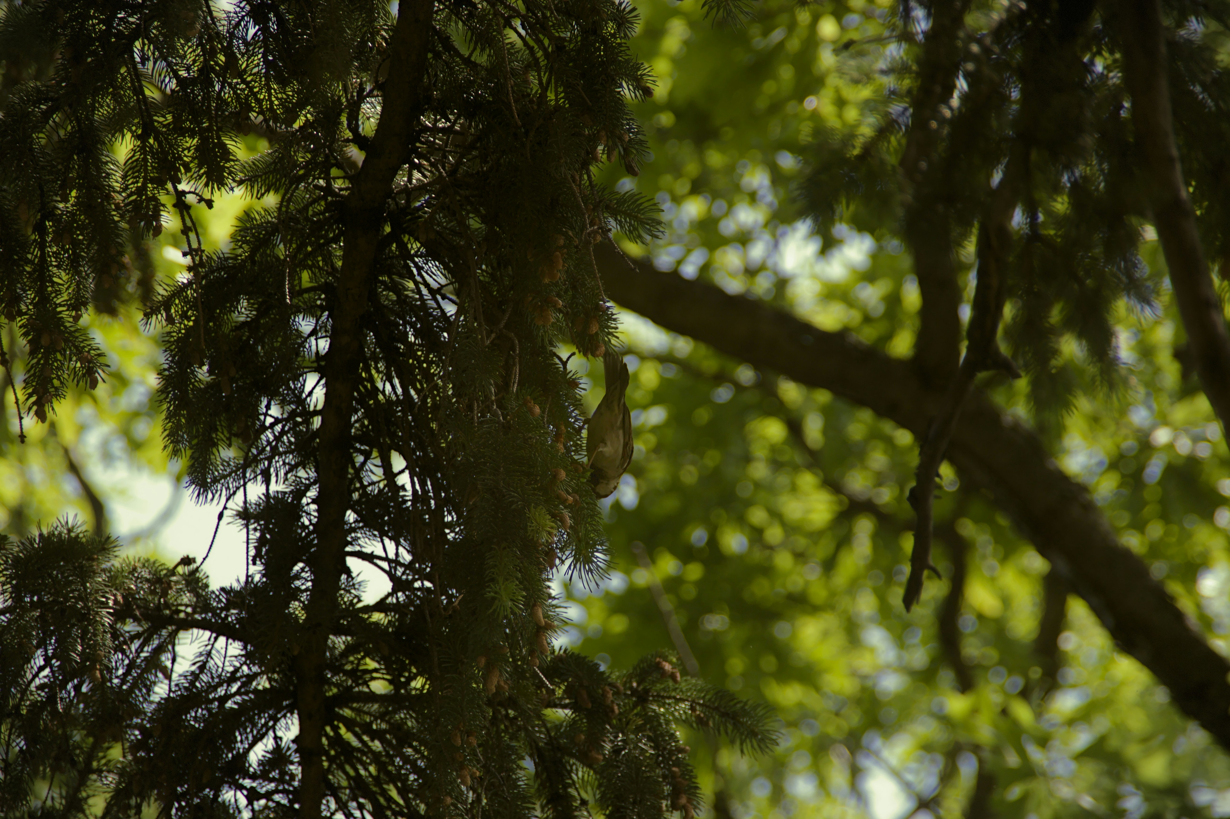 Photo by mrgreatheart