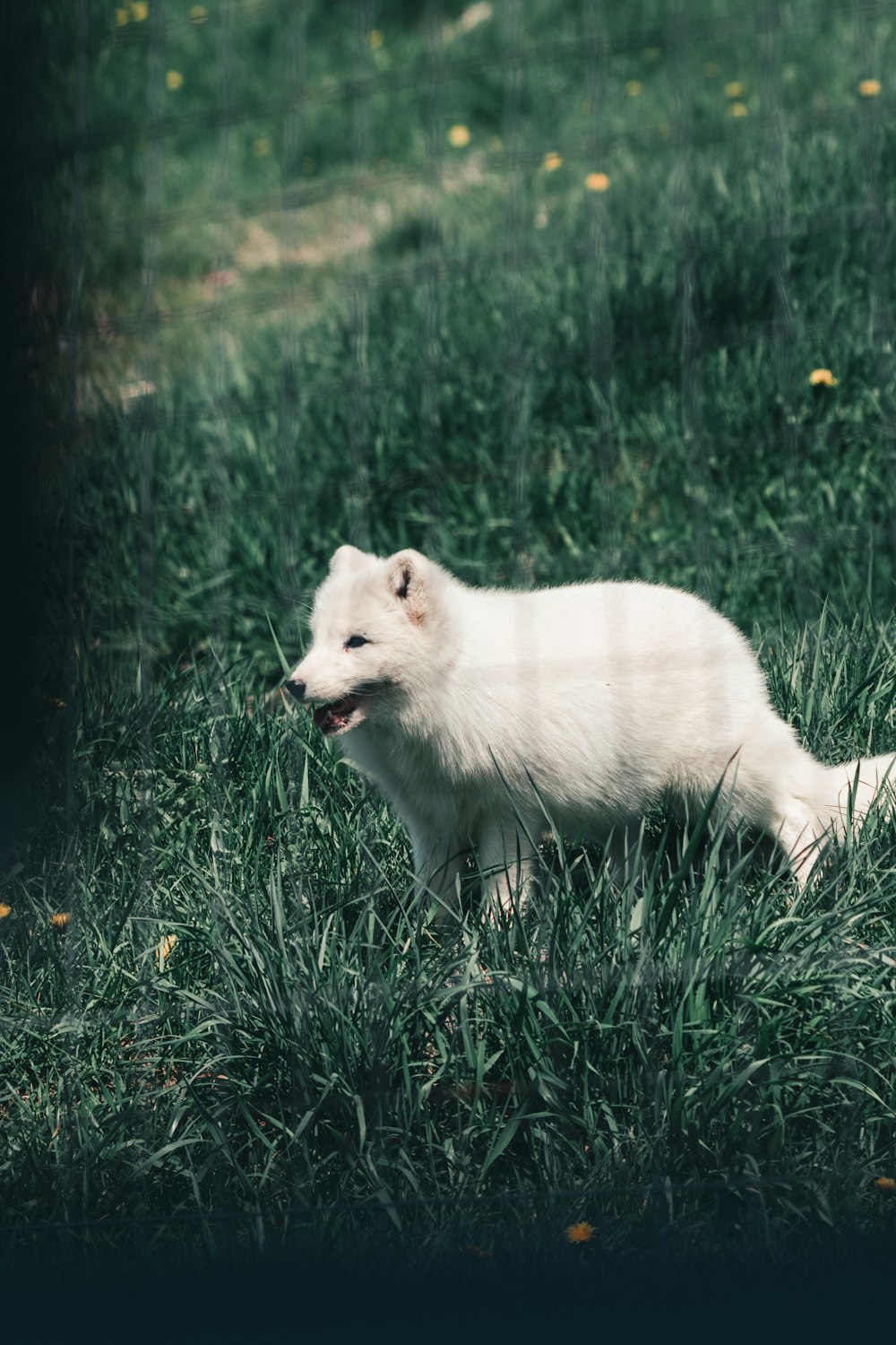 raposa branca na grama verde durante o dia
