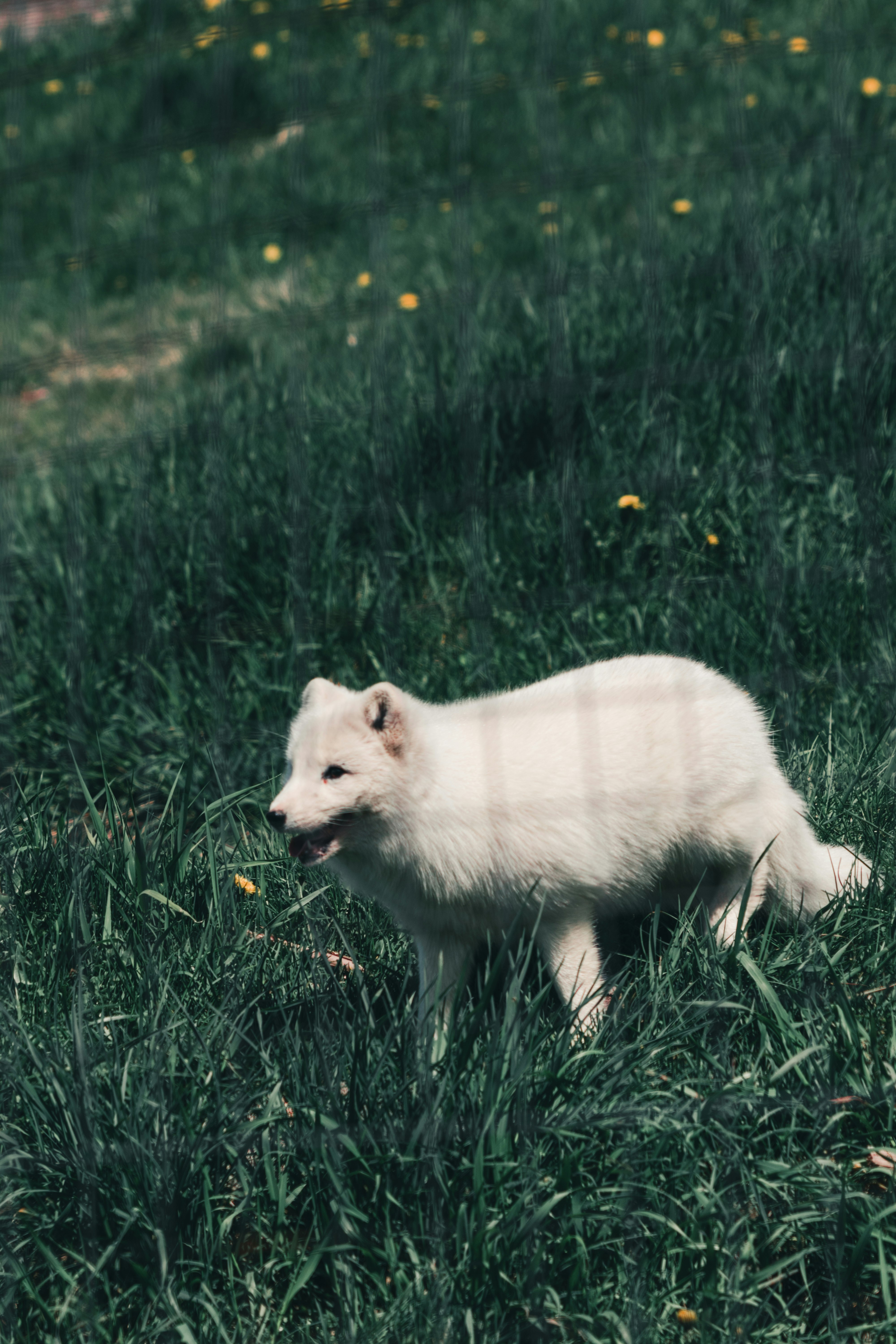 white fox on green grass during daytime