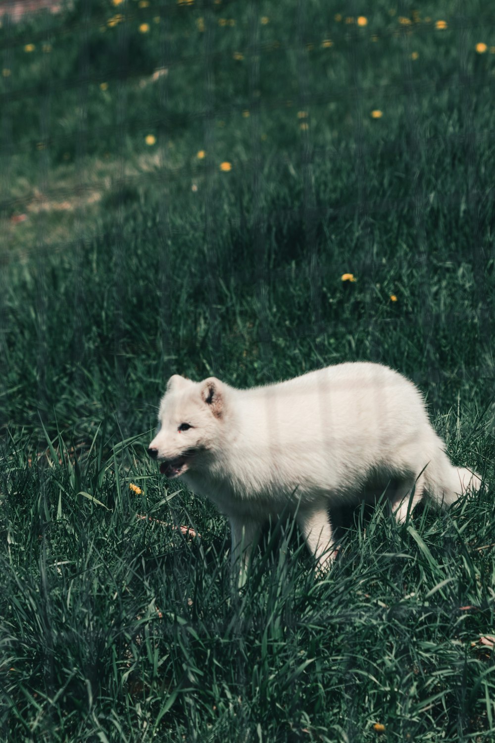 white fox on green grass during daytime