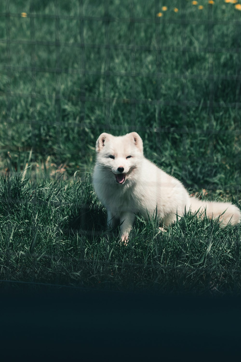 white long haired dog on green grass during daytime
