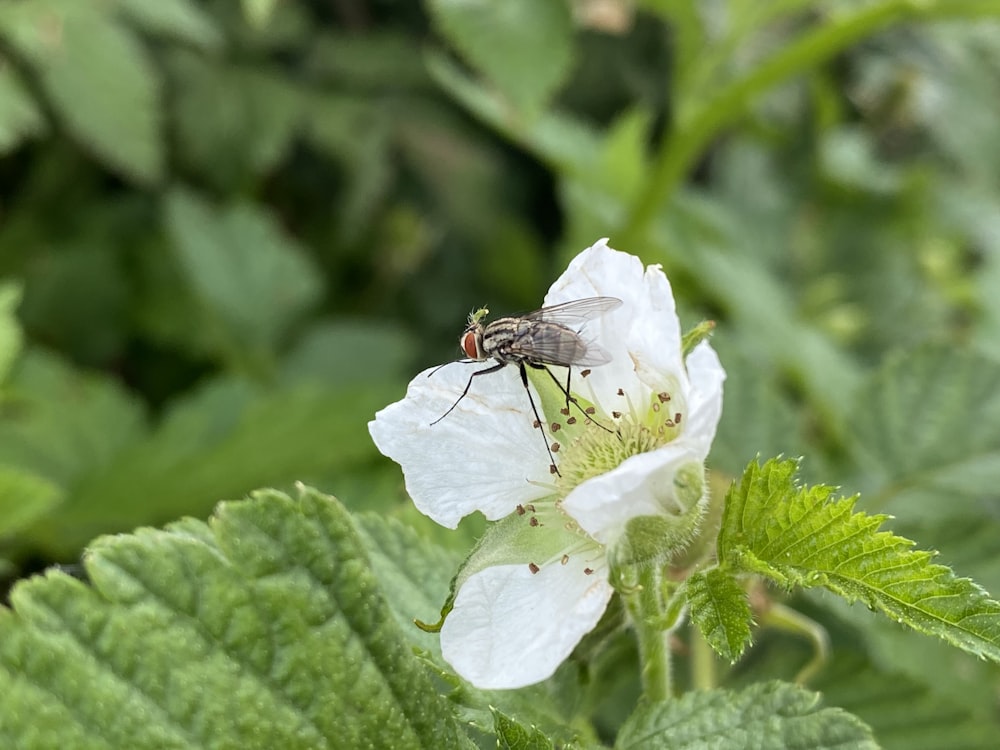 black and brown fly perched on white flower