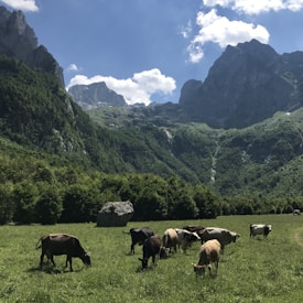 Several cows graze peacefully in a lush green meadow, surrounded by a dense forest at the base of towering mountains. The sky above is bright blue with scattered fluffy white clouds. The scene is tranquil and idyllic, conveying a sense of natural beauty and serenity.