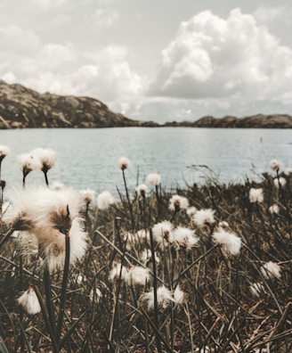 white flowers on body of water during daytime