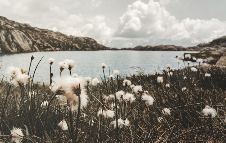 white flowers on body of water during daytime