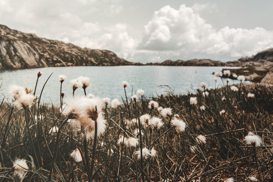 white flowers on body of water during daytime