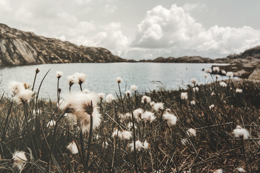 white flowers on body of water during daytime