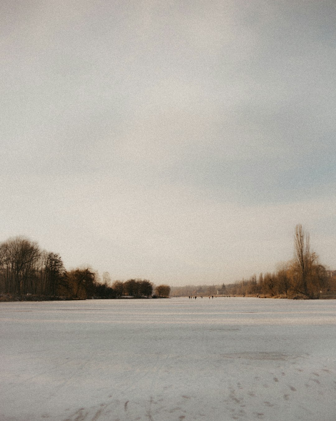 bare trees on snow covered ground under white cloudy sky during daytime