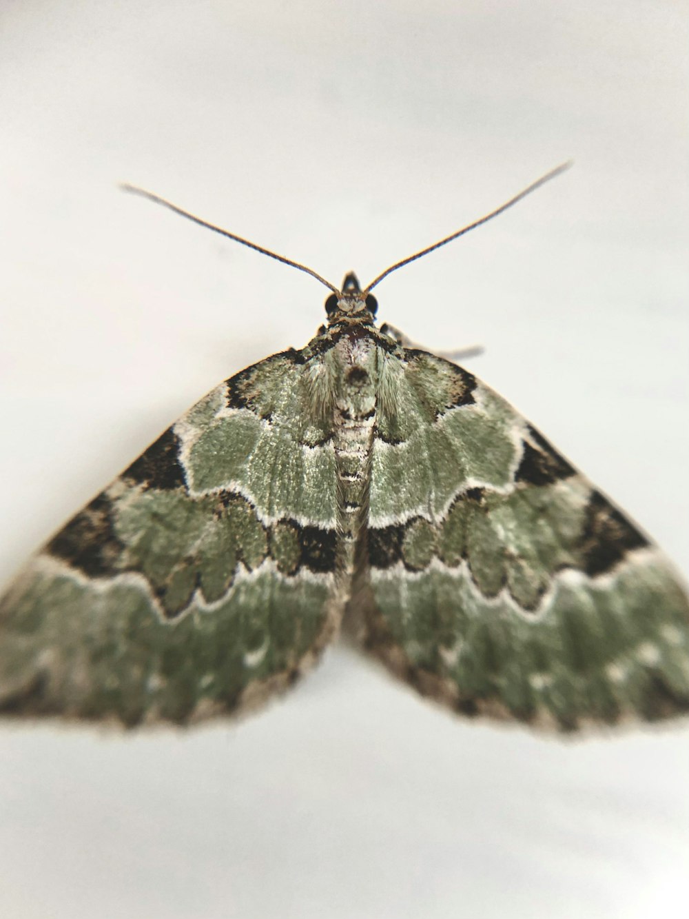 green and black butterfly on white surface