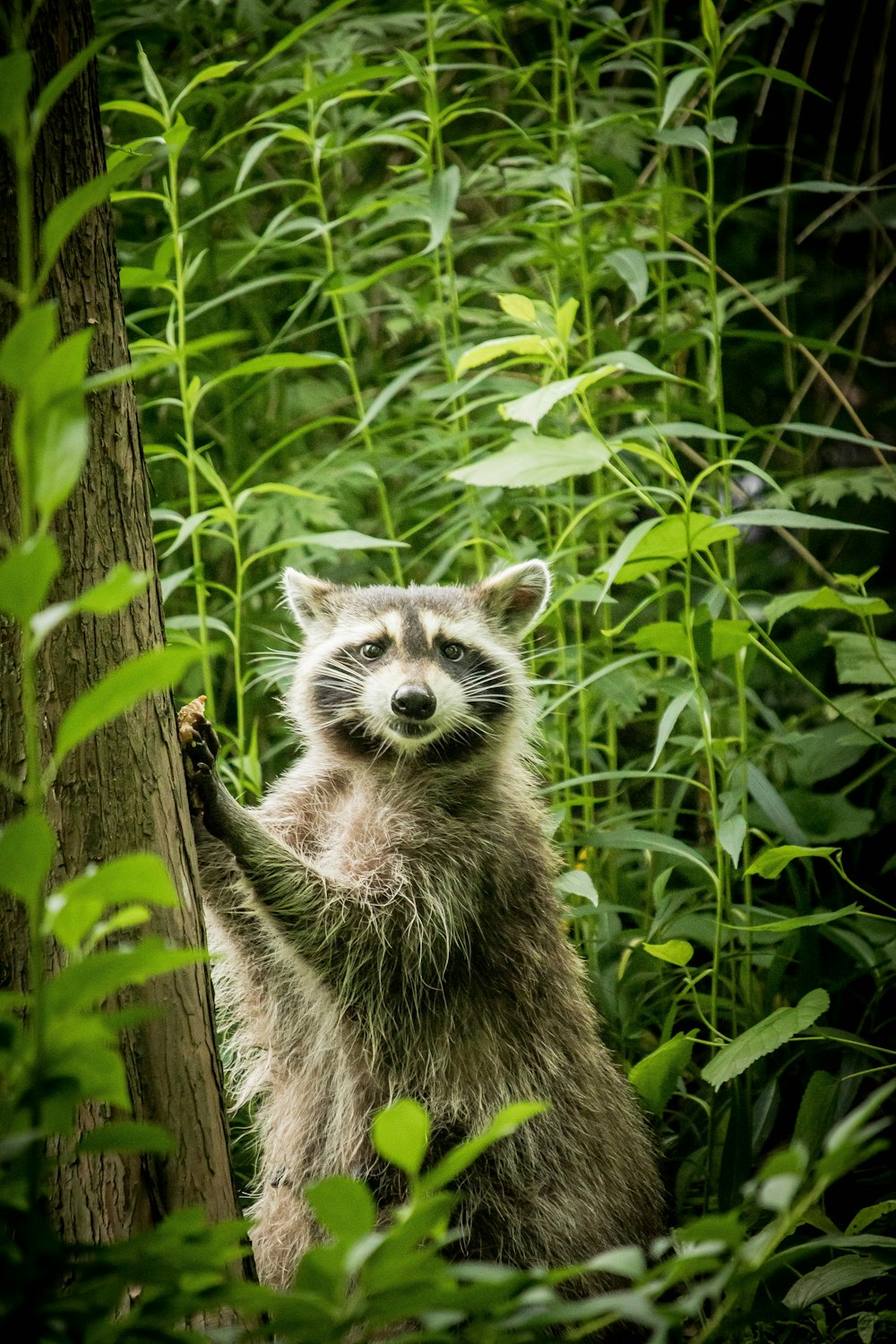 grey and white raccoon on brown wooden tree