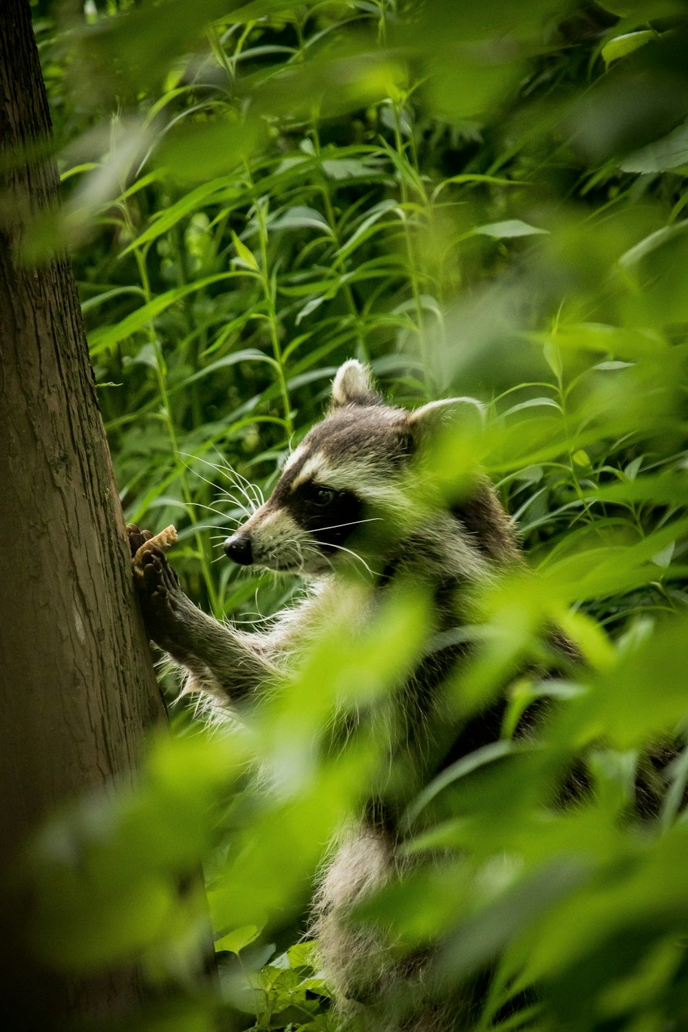black and white raccoon on brown tree trunk