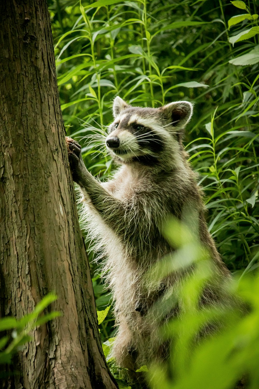 white and black raccoon on brown tree