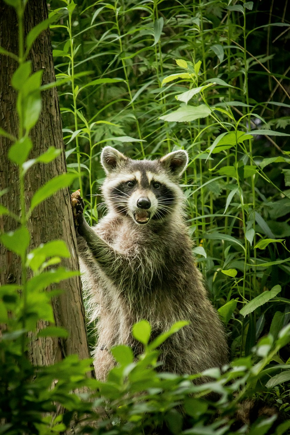 brown and white raccoon on brown tree