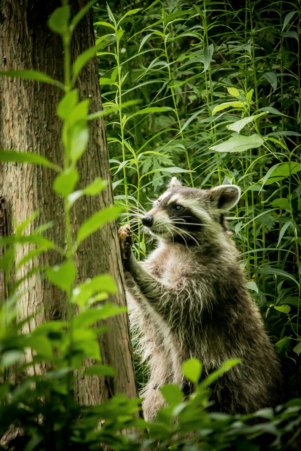 brown and black raccoon on brown tree