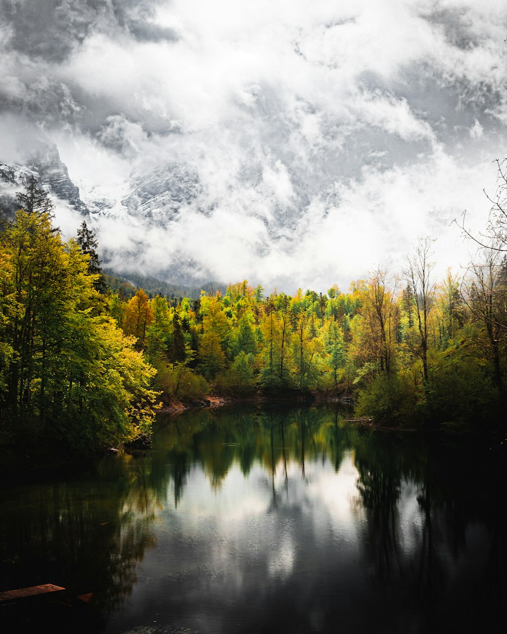 Grüne Bäume am See tagsüber unter bewölktem Himmel