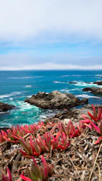 pink tulips on rocky shore during daytime