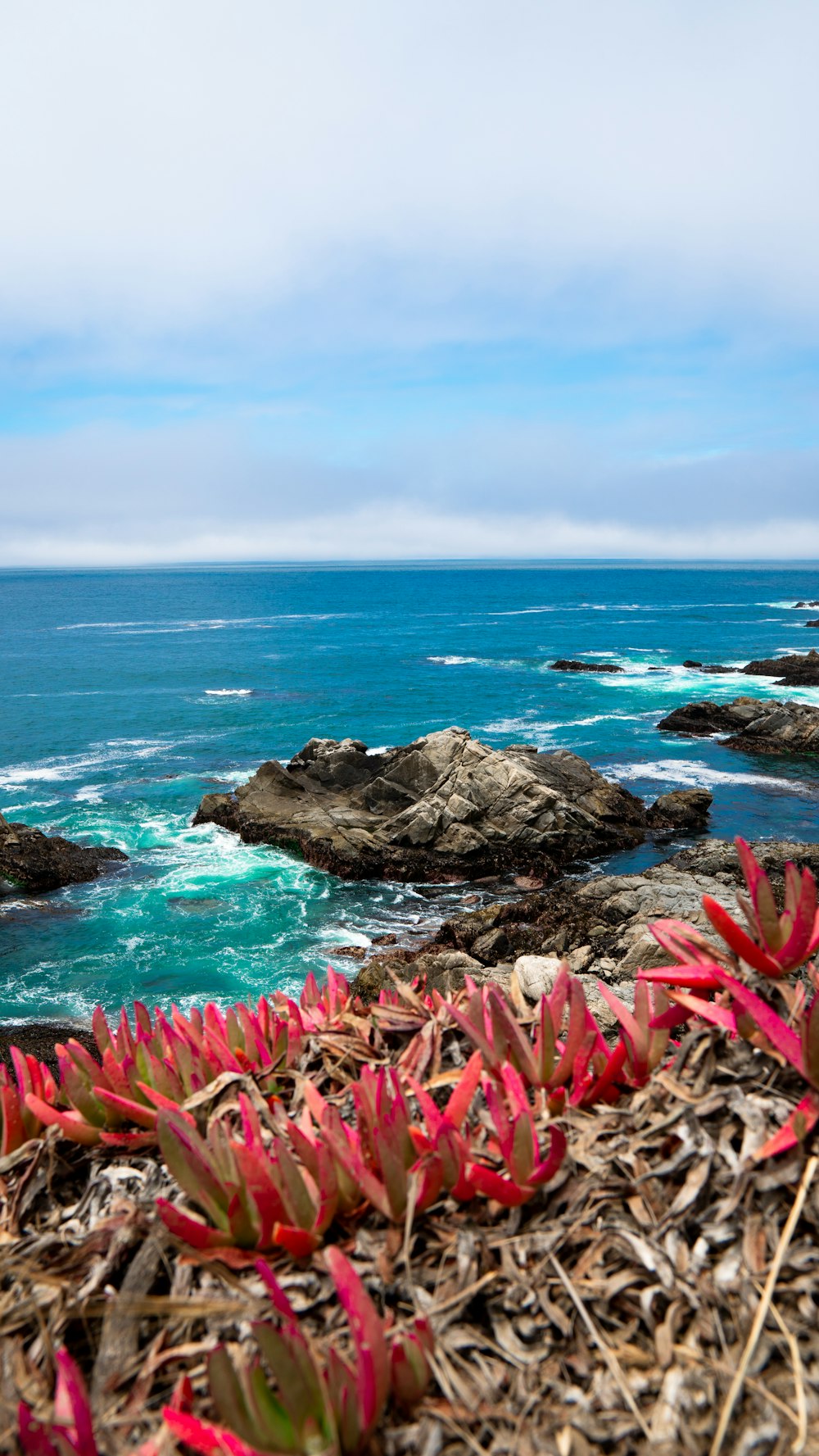 pink tulips on rocky shore during daytime