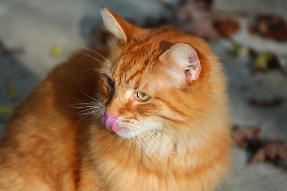 Orange Tabby Cat With Purple Eyes Photo Free Pet Image On Unsplash