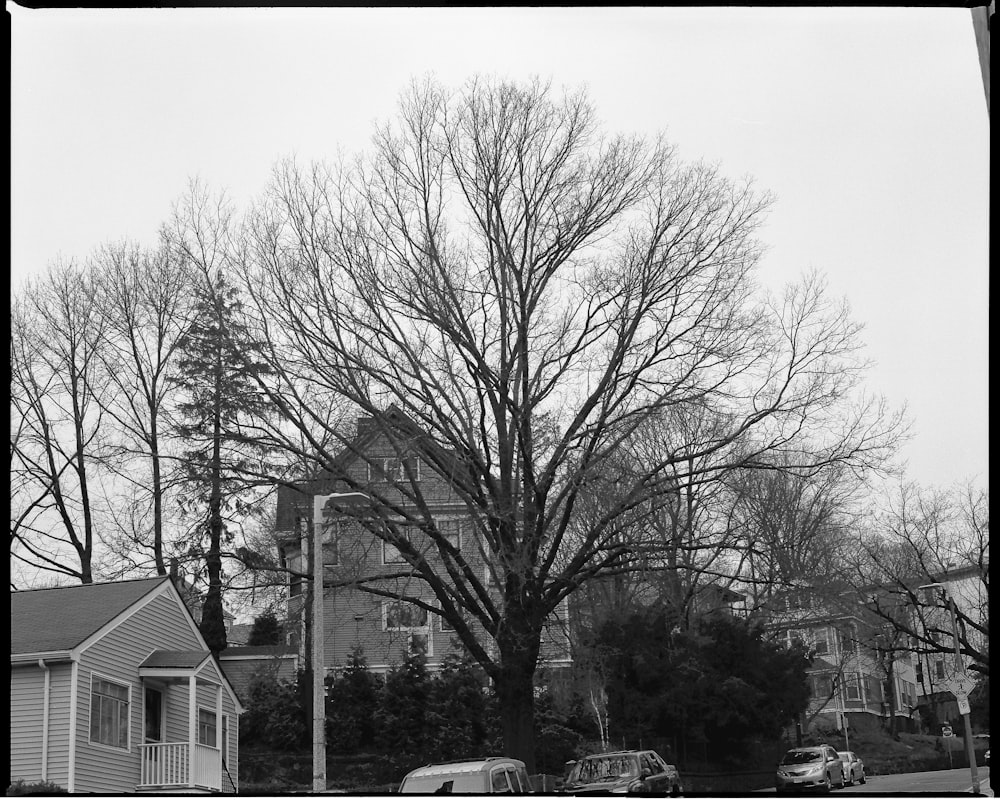 grayscale photo of houses and trees