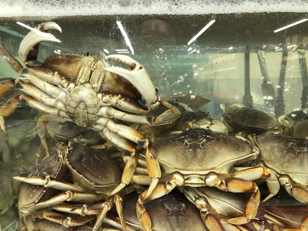 Dungeness Crab
