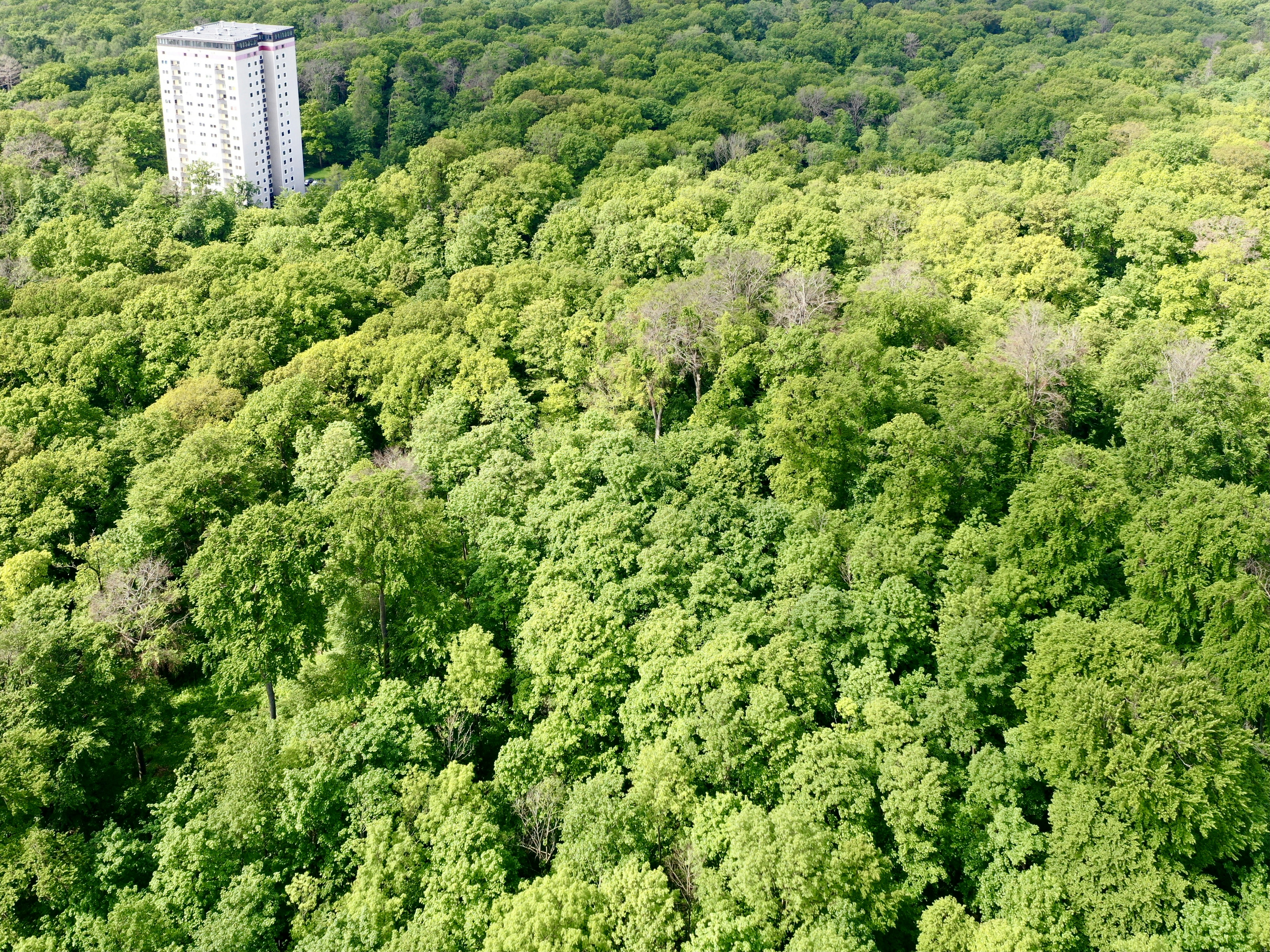Tall building surrounded by lush green forest canopy.