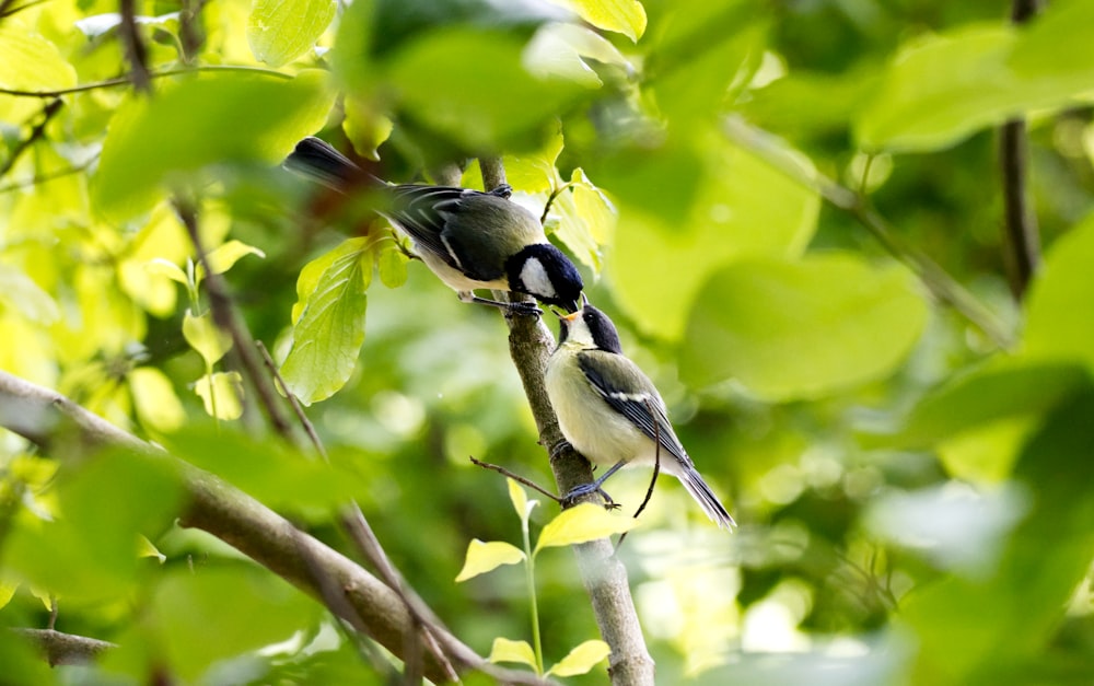 昼間の木の枝に黒と白の鳥