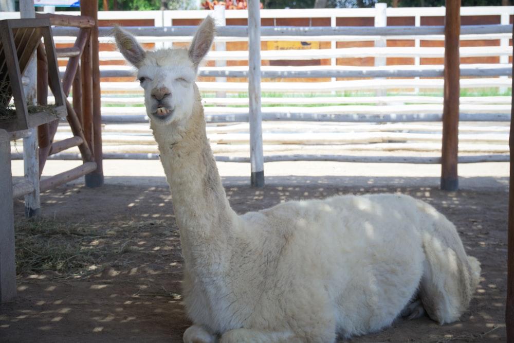 white llama on brown soil