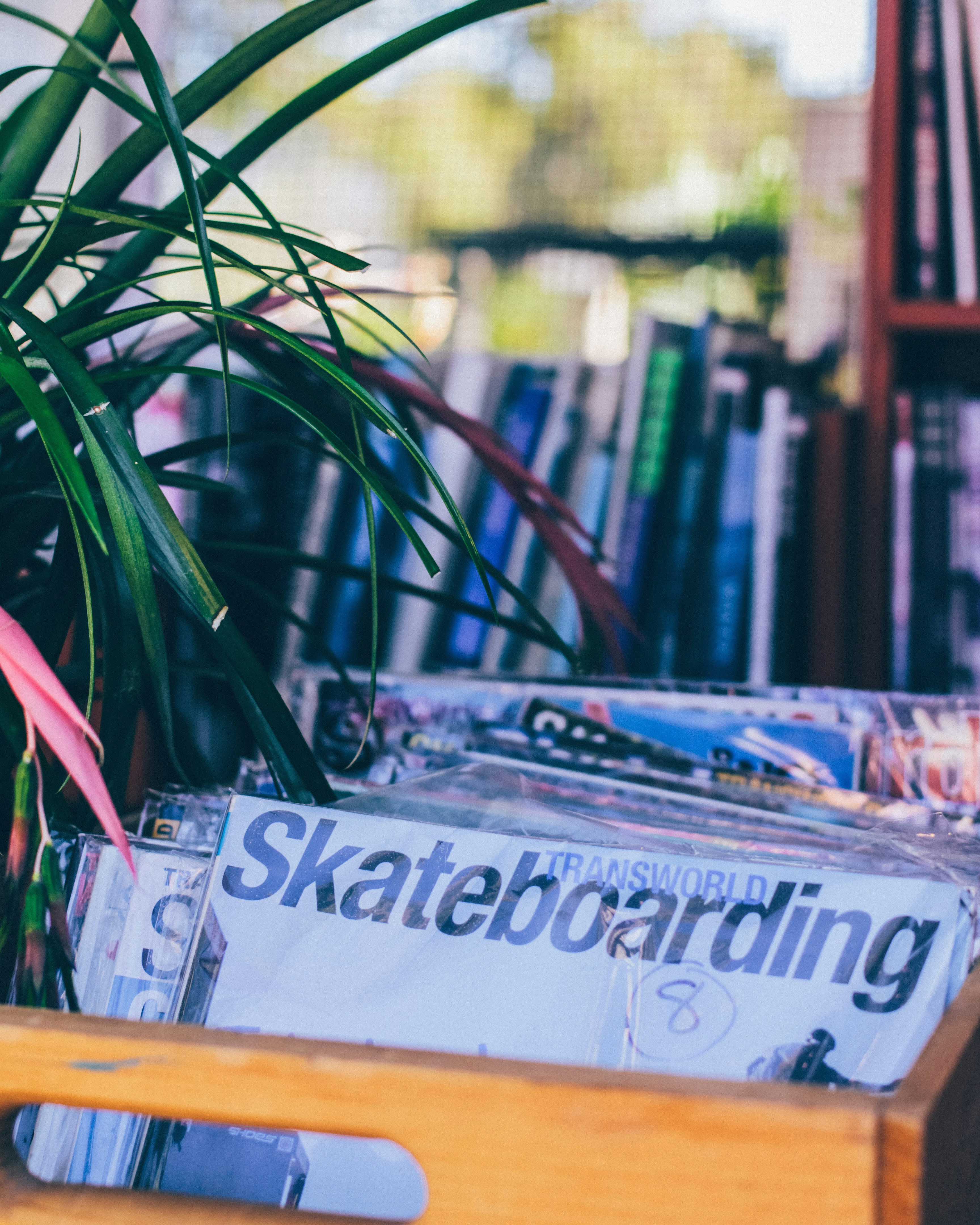 plante verte sur table en bois brun