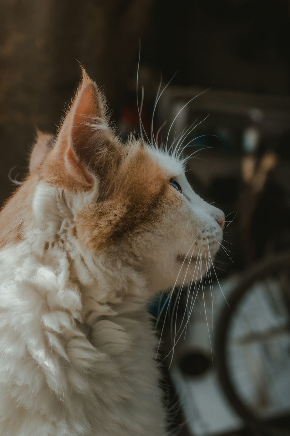 white and brown long fur cat