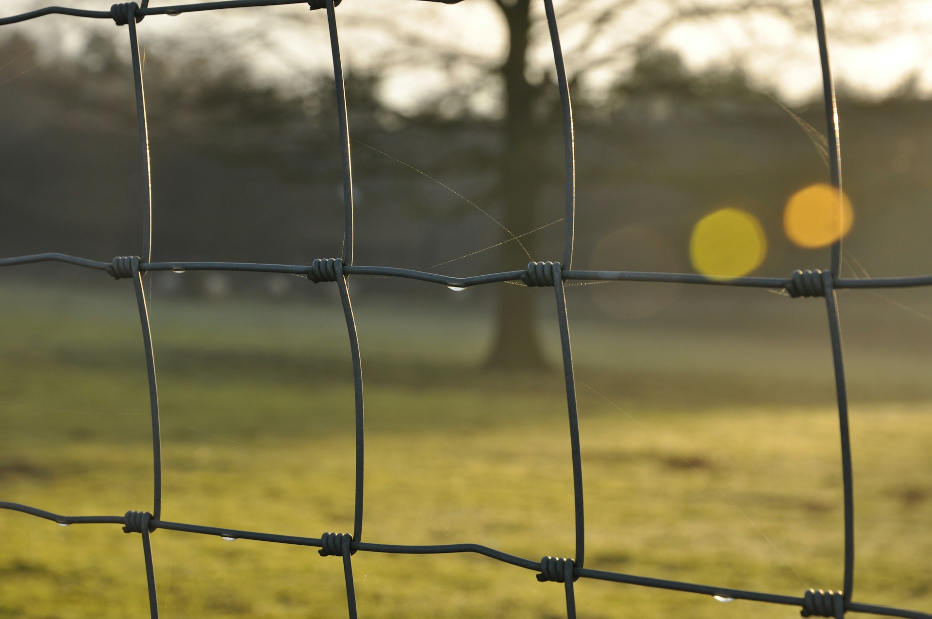 a close up of a fence with a tree in the background