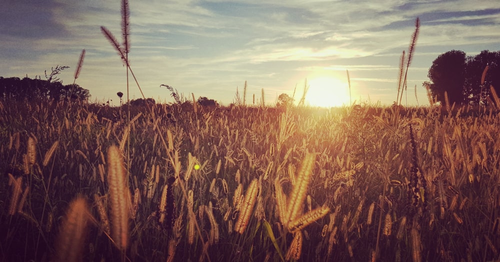 champ de blé brun au coucher du soleil