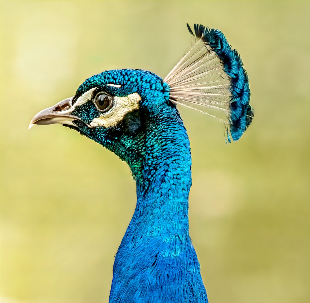 blue peacock in close up photography