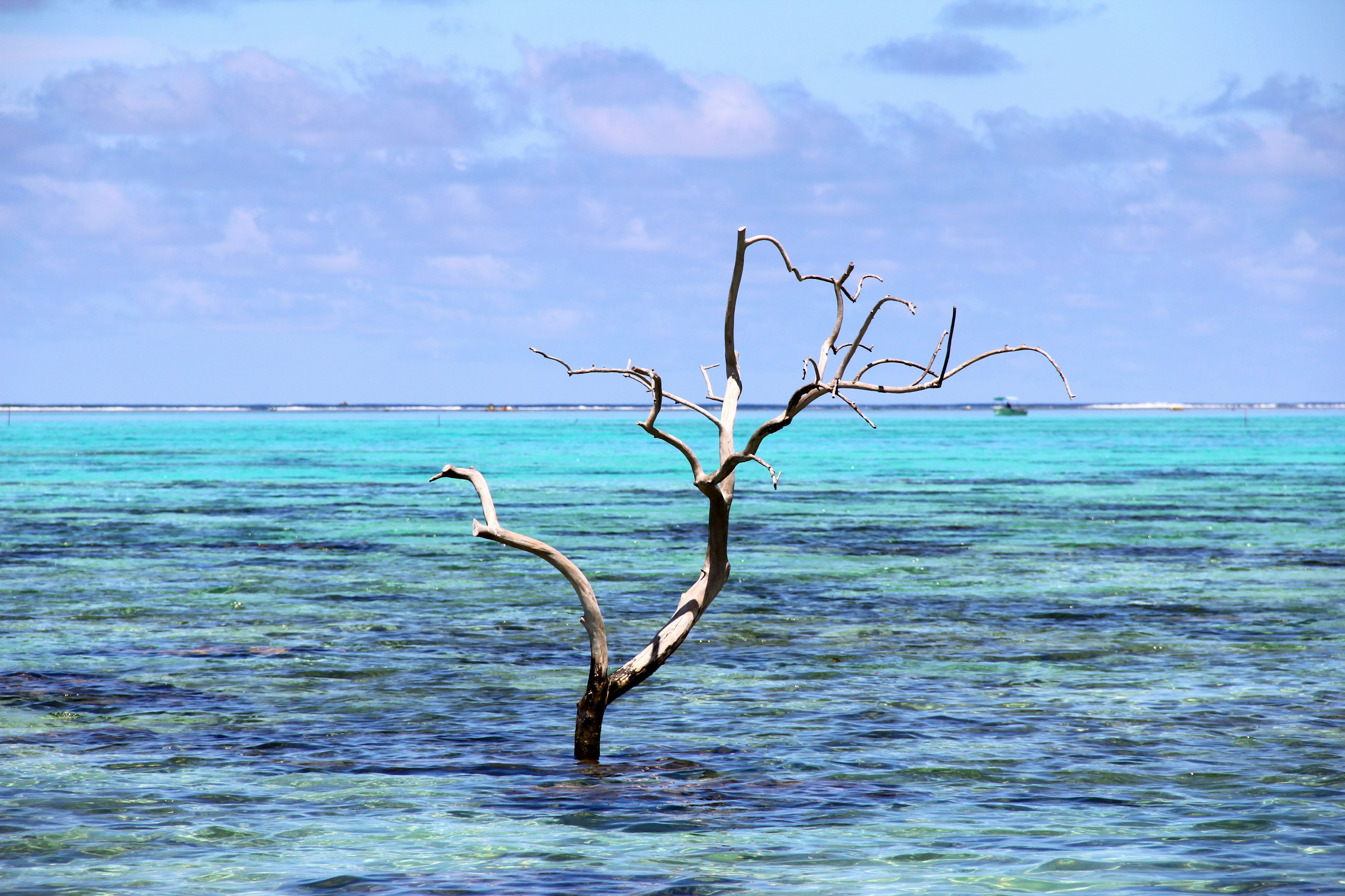 brown tree branch on body of water during daytime, 