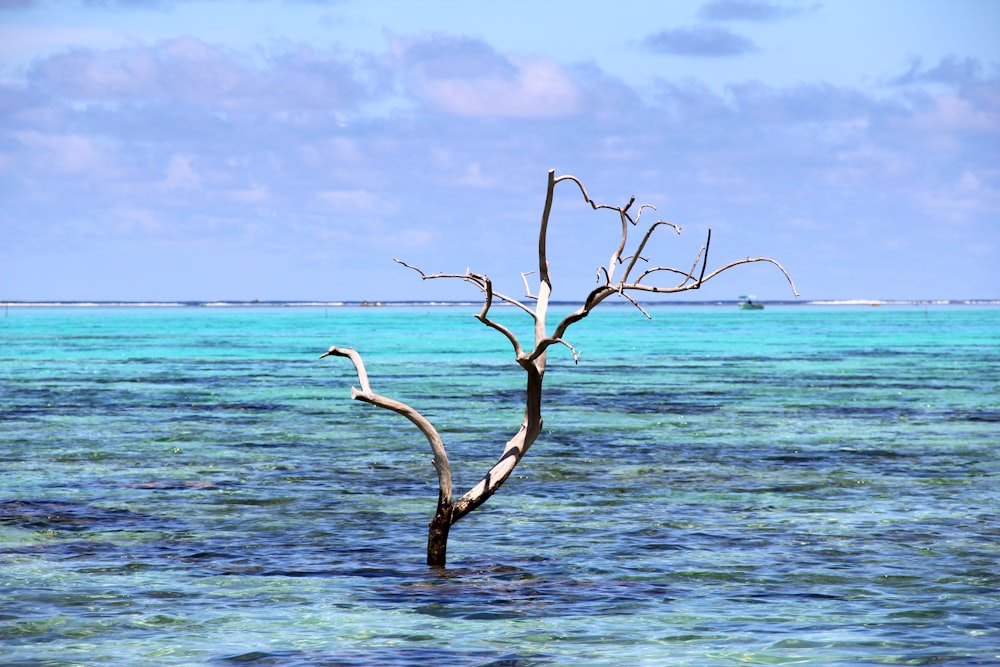 brown tree branch on body of water during daytime