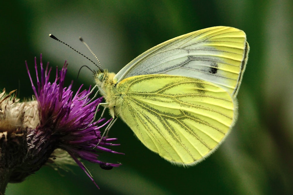 green butterfly perched on purple flower in close up photography during daytime