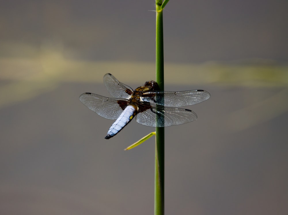 a dragon fly sitting on top of a green plant