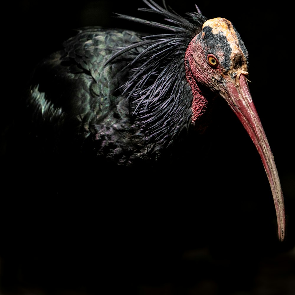 black and red peacock with black background