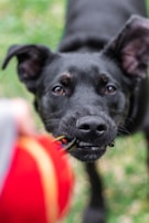 Close-up of a playful pup tugging on a natural fiber toy against a backdrop of green grass.