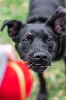 A playful dog tugging gently on the Smart Bark Lead in a grassy backyard