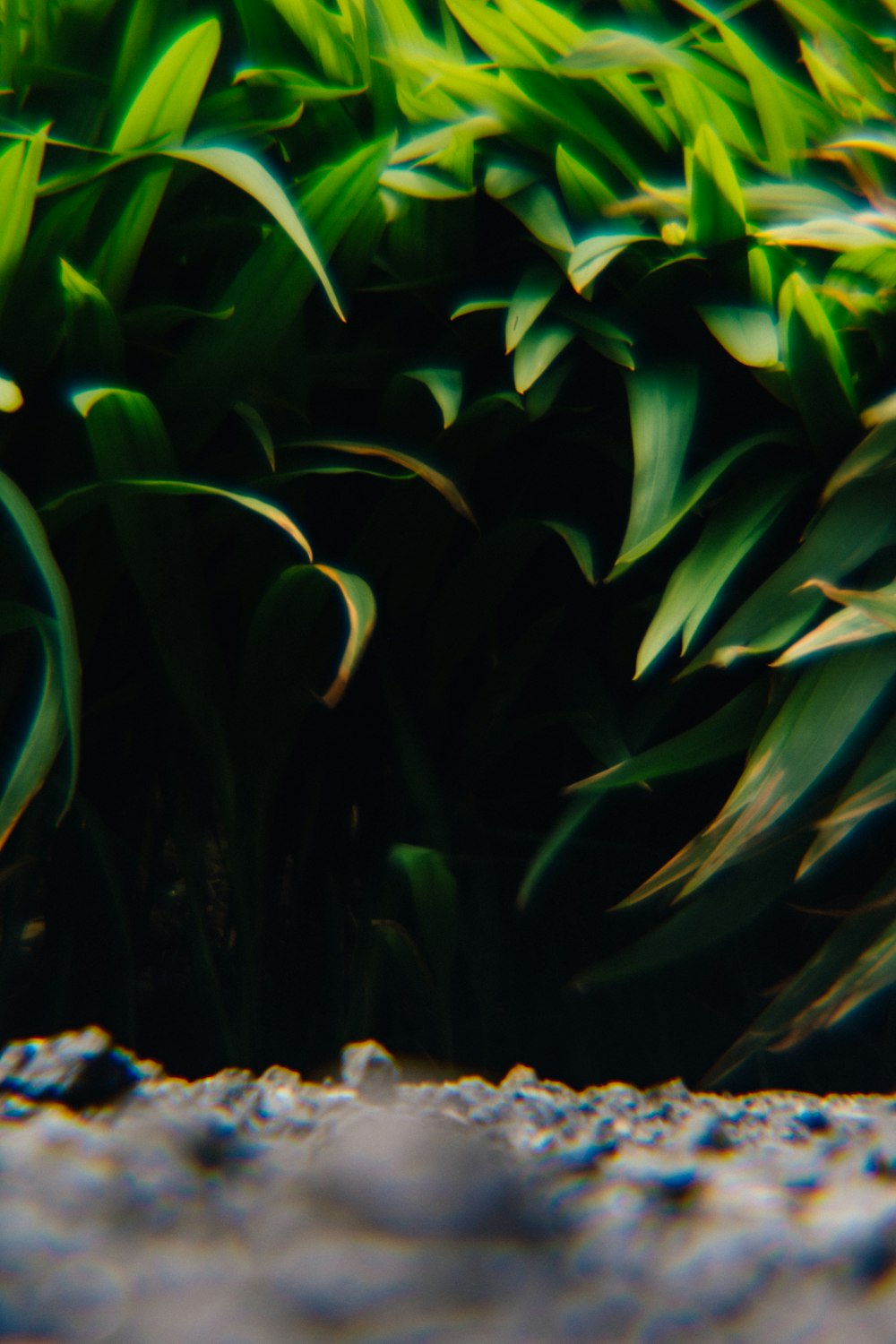 green plant on brown soil