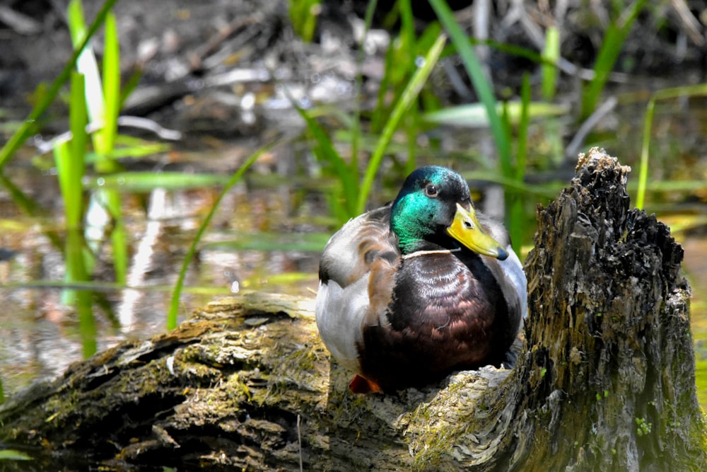 mallard duck on brown tree log