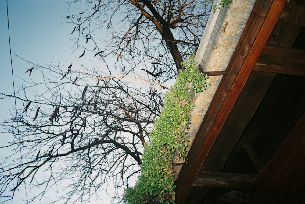 leafless tree near brown concrete house