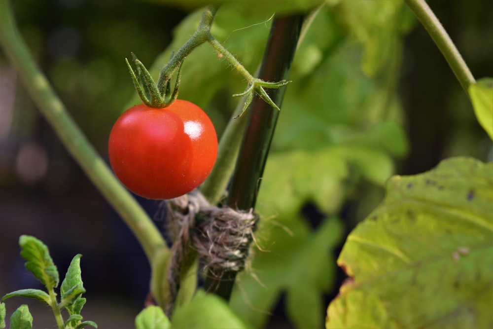 red tomato on green stem