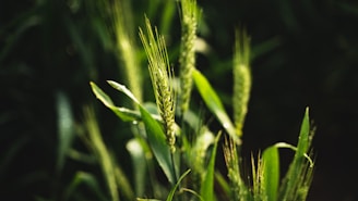 green wheat in close up photography