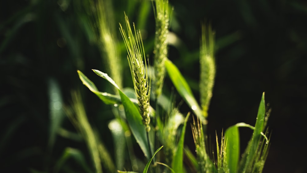 green wheat in close up photography