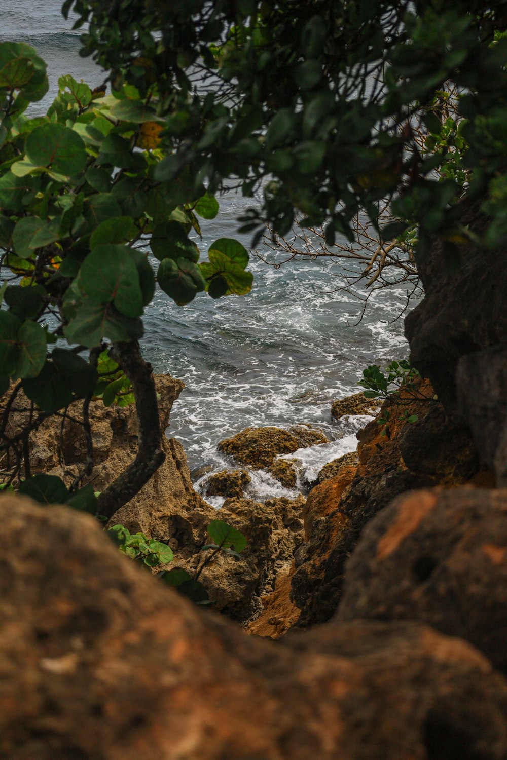 a bird sitting on a rock near the ocean