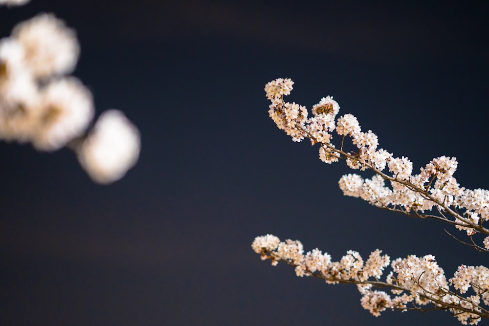 white flower buds in tilt shift lens