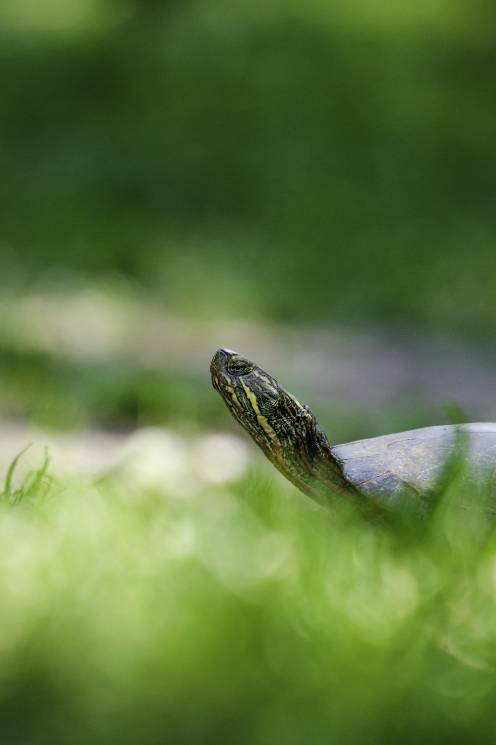 Un primo piano di una tartaruga nell'erba