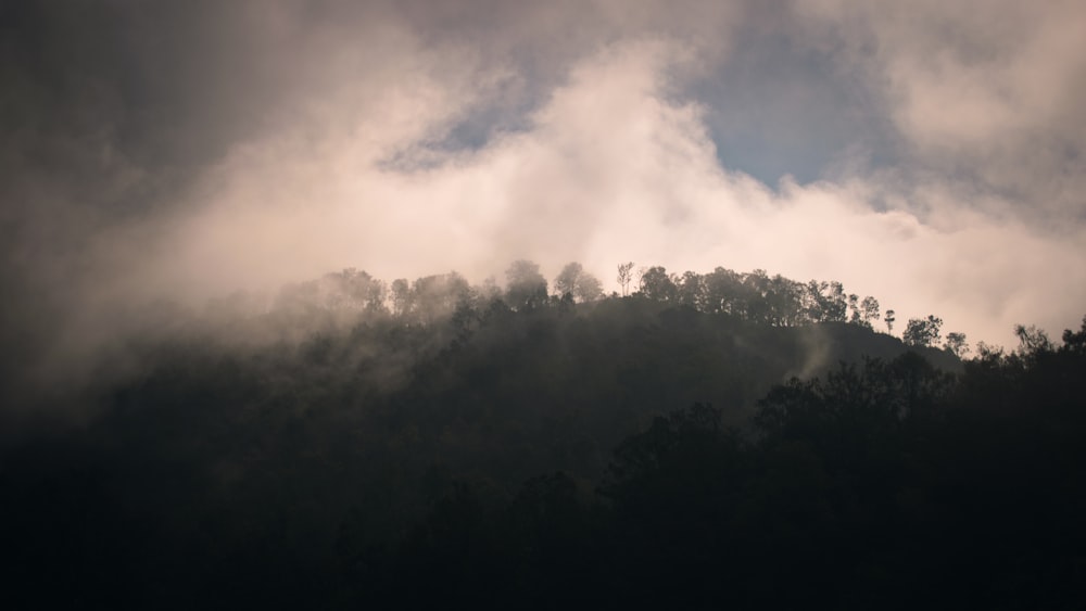 green trees under white clouds